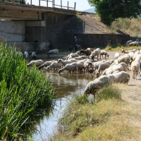 Bulgaria Naturetrek 2011