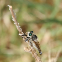 Bulgaria Naturetrek 2011