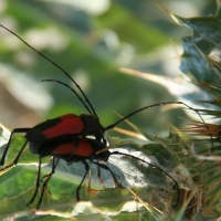 Bulgaria Naturetrek 2011