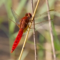 Bulgaria Naturetrek 2011