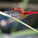 Bulgaria Naturetrek 2011