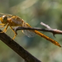 Bulgaria Naturetrek 2011