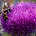 Bulgaria Naturetrek 2011