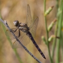 Bulgaria Naturetrek 2011