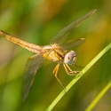 Bulgaria Naturetrek 2011