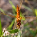 Bulgaria Naturetrek 2011