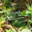 Bulgaria Naturetrek 2011