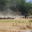 Bulgaria Naturetrek 2011