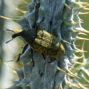 Bulgaria Naturetrek 2011