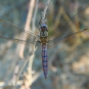 Bulgaria Naturetrek 2011