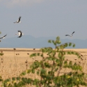 Bulgaria Naturetrek 2011