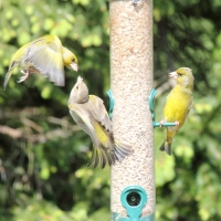 Garden Birds 2011