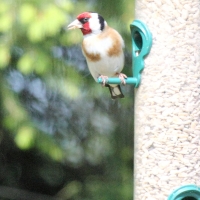 Garden Birds 2011