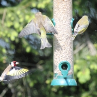 Garden Birds 2011