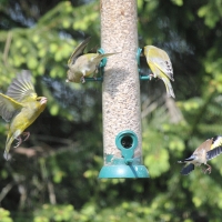 Garden Birds 2011