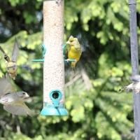 Garden Birds 2011