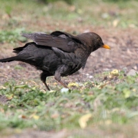 Garden Birds 2011