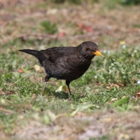 Garden Birds 2011