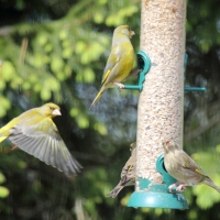 Garden Birds 2011