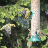 Garden Birds 2011