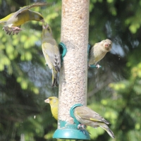 Garden Birds 2011