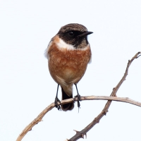 Guernsey, Stonechat, male