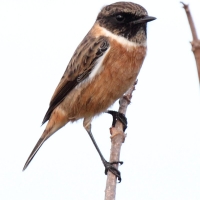 Guernsey, Stonechat, male