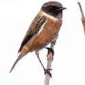 Guernsey, Stonechat, male