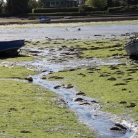 Cambridge Society visit to Bosham