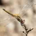 Maussane les Alpilles 2012