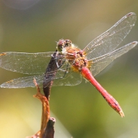 Ruddy Darter, Sympetrum sanguineum