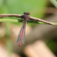 Large Red Damsels, Pyrrhosoma nymphula