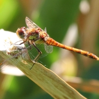 Ruddy Darter, Sympetrum sanguineum