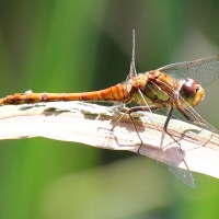 Ruddy Darter, Sympetrum sanguineum