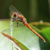 Ruddy Darter, Sympetrum sanguineum