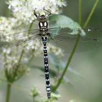 Southern Hawker, Blue Hawker, Aeshna cyanea