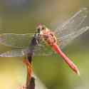 Ruddy Darter, Sympetrum sanguineum