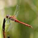 Ruddy Darter, Sympetrum sanguineum