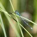 Common Bluet, Common Blue Damselfly, Enallagma cyathigerum