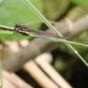 Large Red Damsels, Pyrrhosoma nymphula