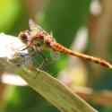 Ruddy Darter, Sympetrum sanguineum