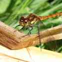 Ruddy Darter, Sympetrum sanguineum