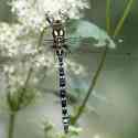 Southern Hawker, Blue Hawker, Aeshna cyanea