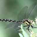 Southern Hawker, Blue Hawker, Aeshna cyanea