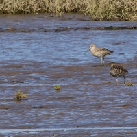 blakeney1