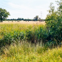 Grendon Underwood / Kingswood ponds