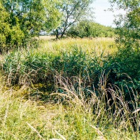 Grendon Underwood / Kingswood ponds