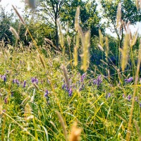 Grendon Underwood / Kingswood ponds