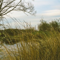 Our Field Pond