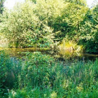 Grendon Underwood / Kingswood ponds